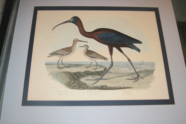 HUGE new collection of all things birds is now at the GBHS. Don’t miss this!